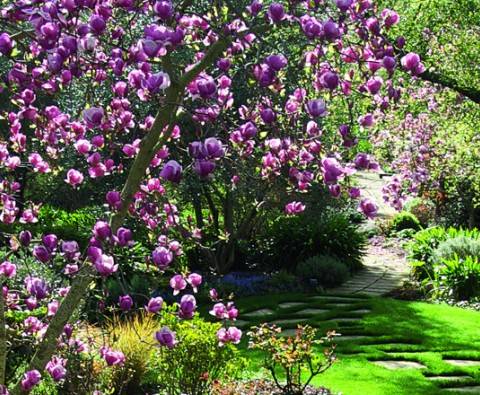 How to grow magnificent magnolias