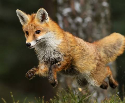 Is Mr. Fox fantastic? We bust urban fox myths