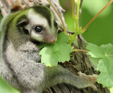 15 Cute animals you've never heard of