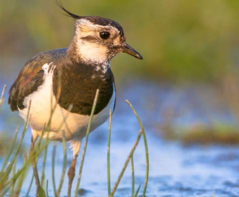 Birds Native to the UK and Where to Find Them