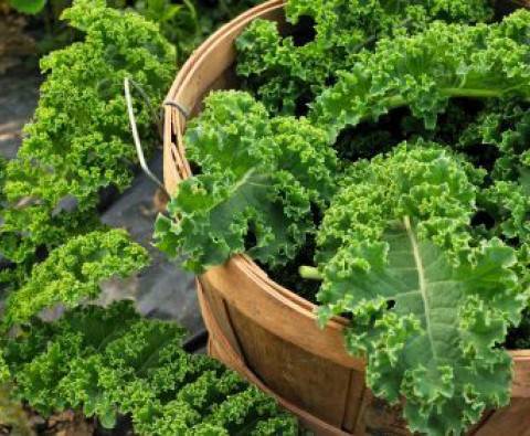 10 wonderful ways with kale