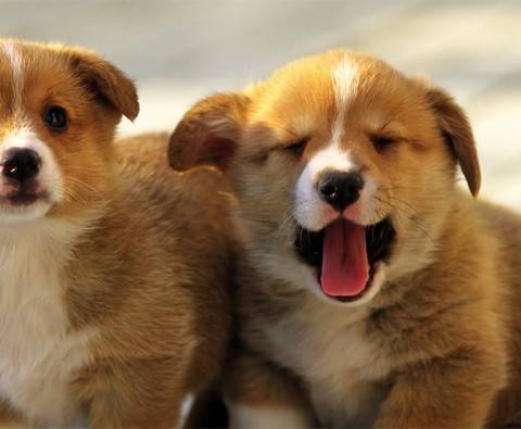 Watch Adorable Corgi Puppies Live! [Video]