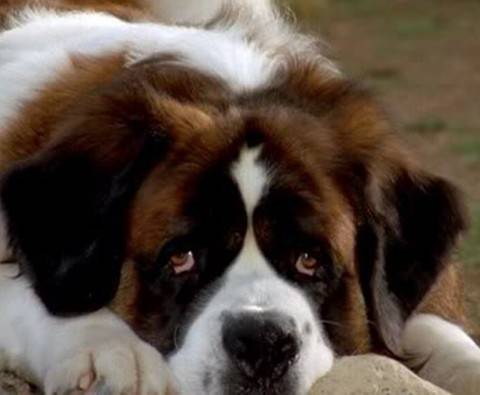 10 Pup idols: Dogs on film