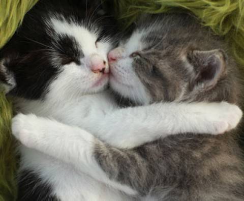 21 Animals who are madly in love