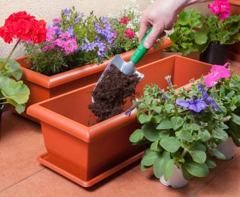 Top Tips for Thriving Container Gardens