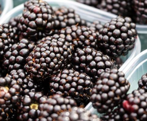 10 Wonderful recipes with blackberries