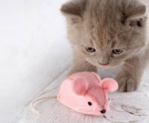 Homemade Pet Toys for Cats