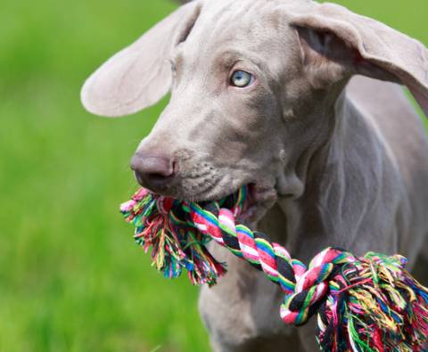Homemade pet toys for puppies