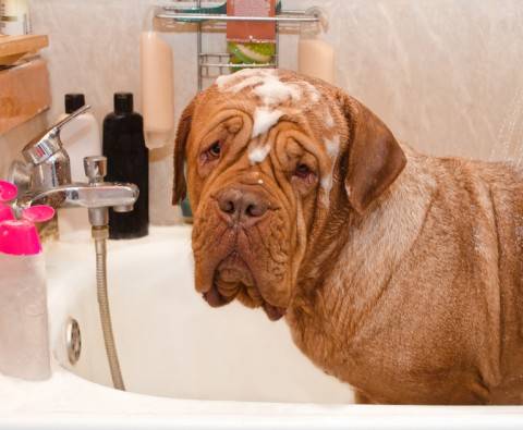 7 Gorgeous Grooming Tips for Dogs