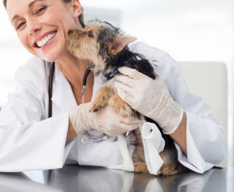 13 Things your vet won't tell you