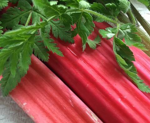 How to grow and harvest rhubarb