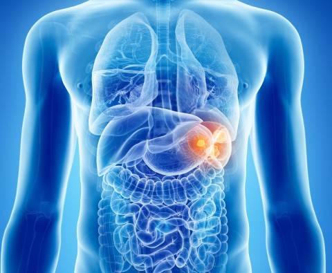 Surprising facts about your spleen