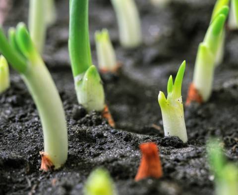 How to start growing vegetables in your garden