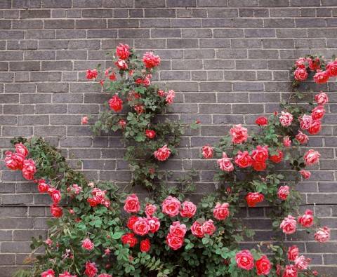 How to prune climbing roses