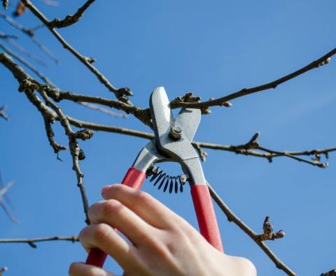 How to prune a tree