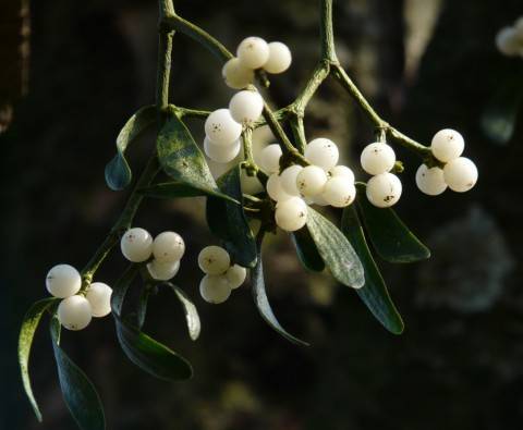 Everything you need to know about mistletoe