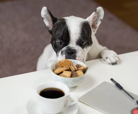 Tips for Choosing the Right Food for Your Puppy