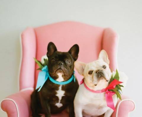 10 Adorable photos of dogs at weddings