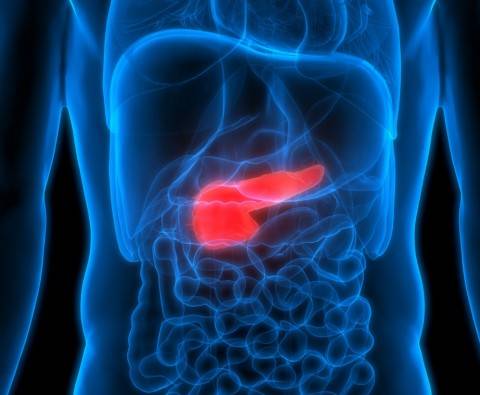 All you need to know about the pancreas