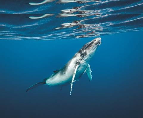 Why humpback whales protect other species from killer whales