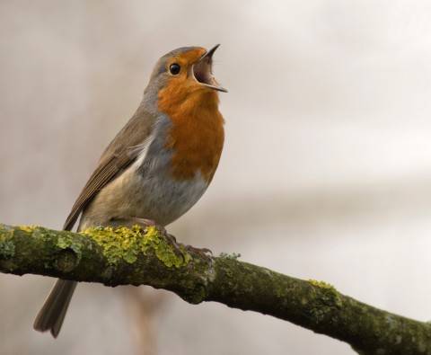 The science of birdsong