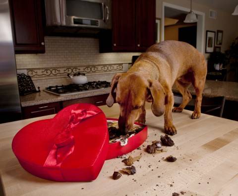 What to do if your pet eats chocolate
