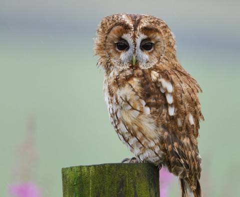 Ultimate guide to British owls