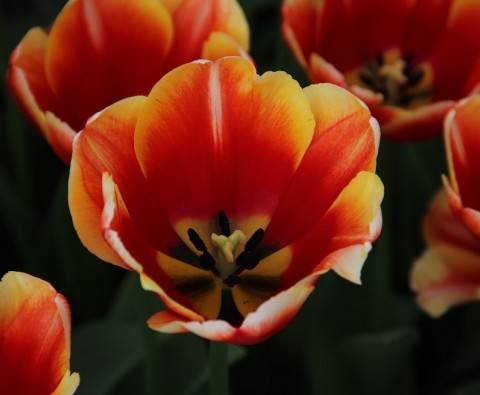 A guide to growing tulips