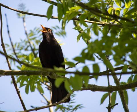 Ultimate bird profiles: Blackbirds