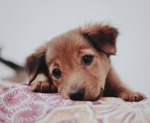 Expert tips on rehoming a puppy