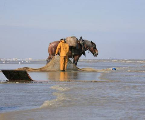 Shrimp Fishing by Horseback