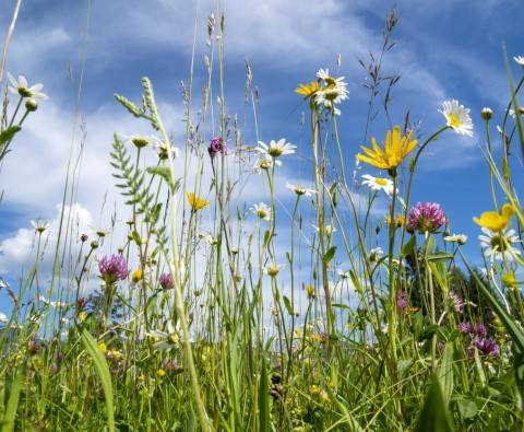 How to identify British wildflowers