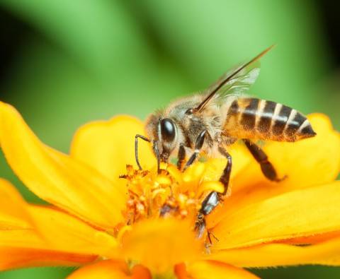 How to help save bees