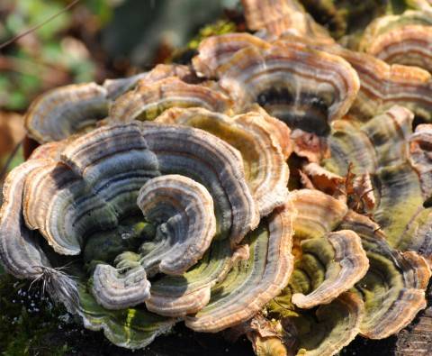 7 healing medicinal mushrooms