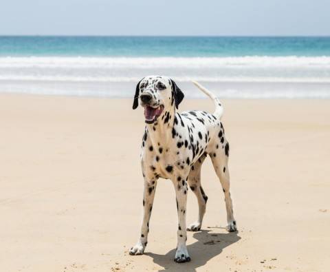 A guide to rehoming Dalmatians