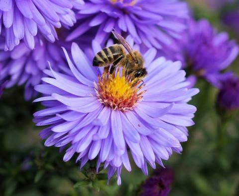 How to attract Bees in your garden