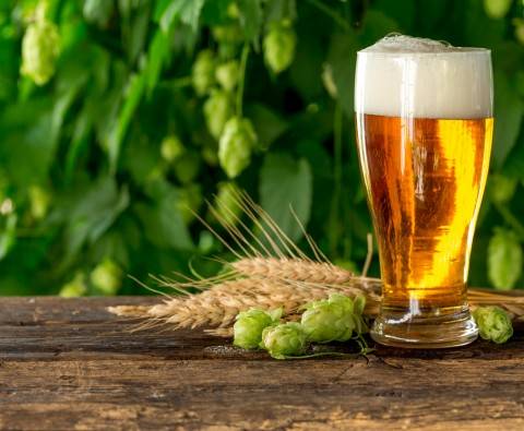 Five hop varieties all beer drinkers should know