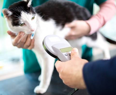 What you need to know about pet microchipping