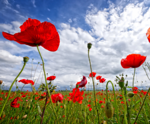A century of the Poppy Appeal