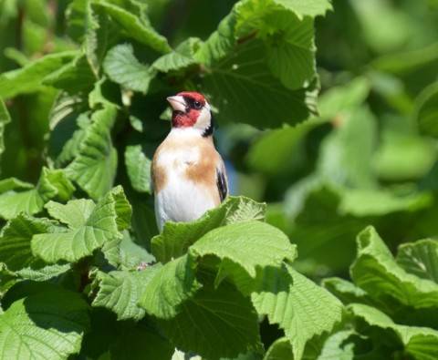 Ultimate bird profiles: Goldfinches