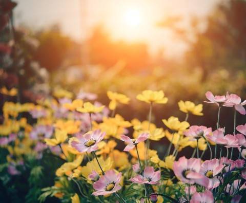 The Spring gardening trends of 2022