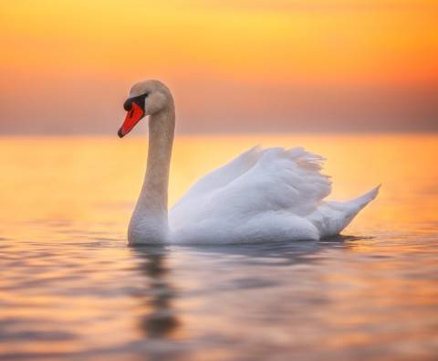 Can a swan break your arm?