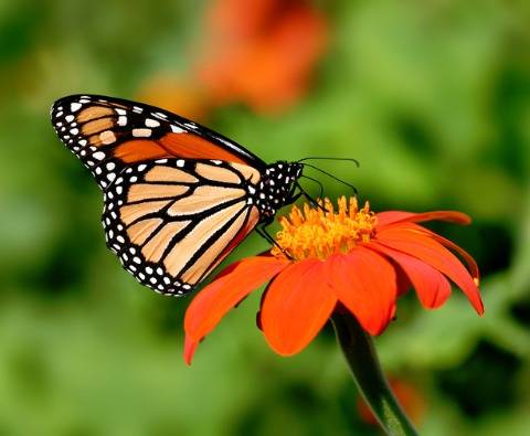 How to save the monarch butterfly