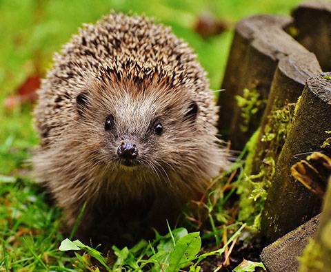 10 great ways to create a hedgehog friendly garden