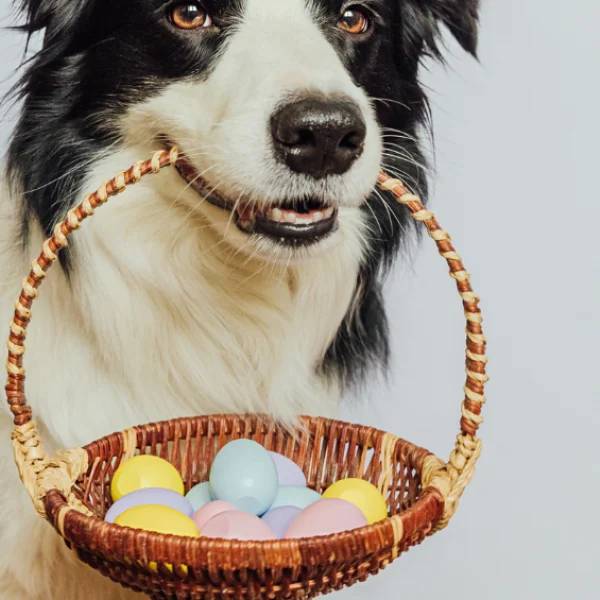 5 Tips to keep your pet safe this Easter