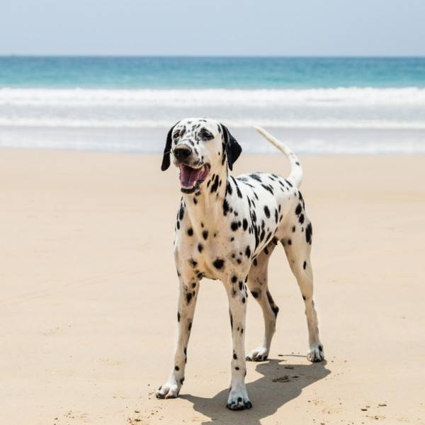 A guide to rehoming Dalmatians Reader's Digest