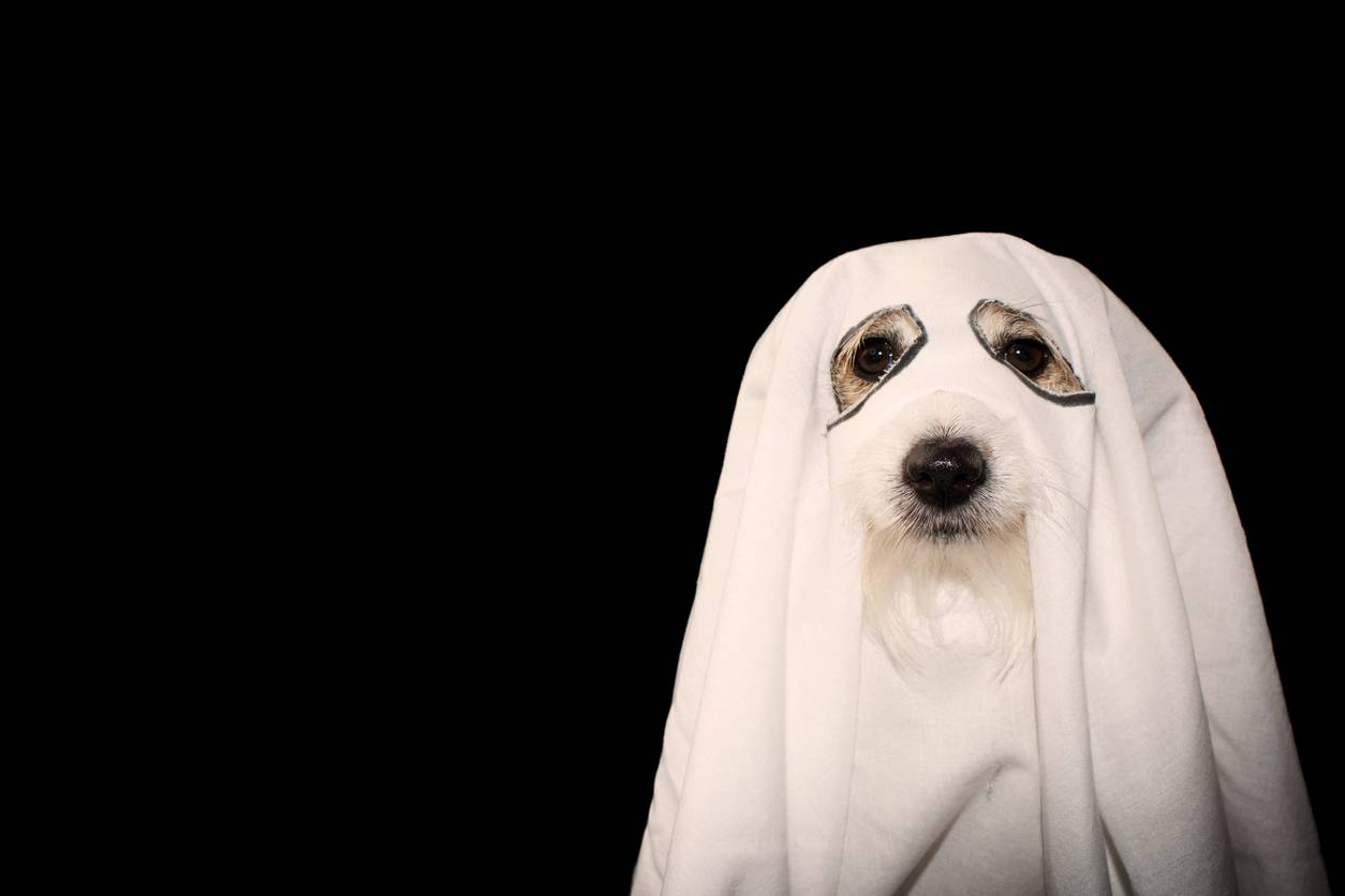 dog halloween costume ghost