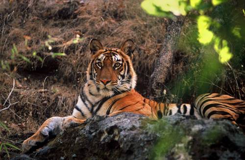 critically endangered tiger
