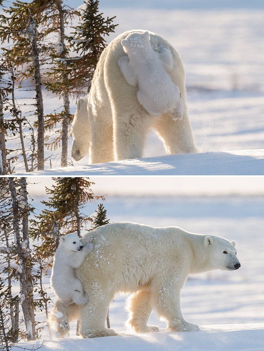 bear parenting polar bear