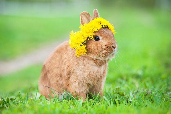 bunny flower crown